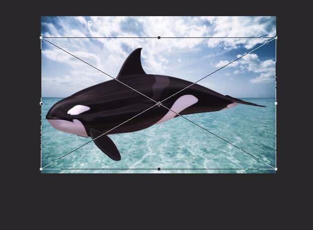 PS制作鲸鱼浮在水面效果怎么制作